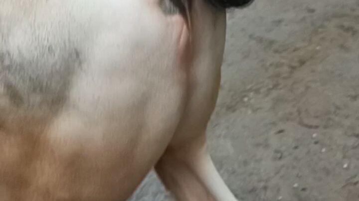 🐄