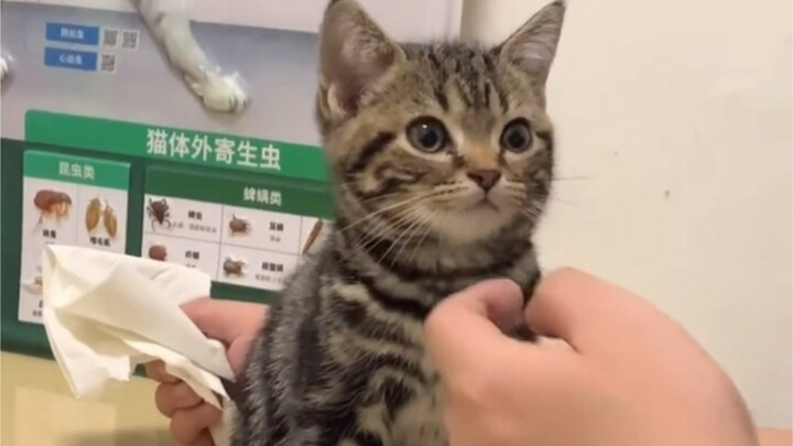 Click to see how this girly little kitten grows up!