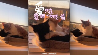 爱只在黎明破晓前😂