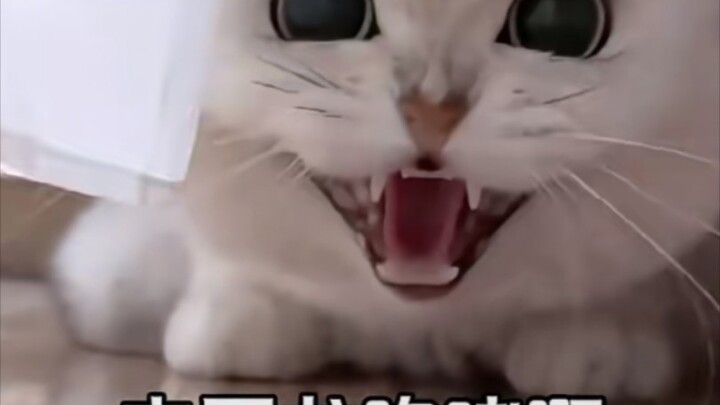 Tag cewek manis untuk melihat kucing kecil