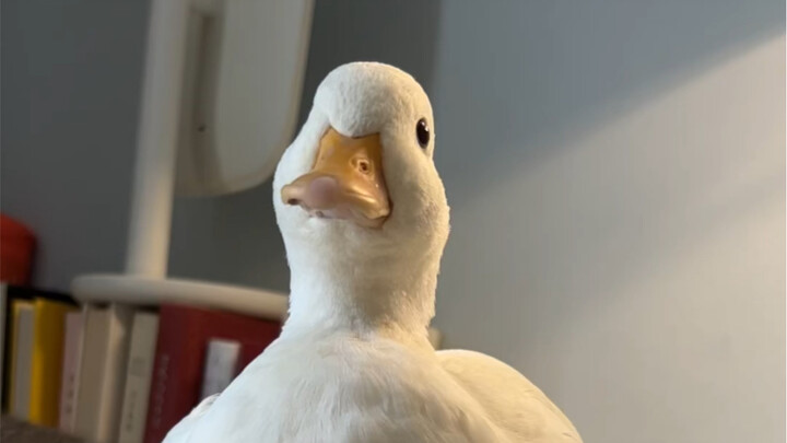 I’m giving you a chance, but you two are useless!!