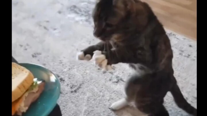 【Funny Daily Life of Earth's Creatures #102】