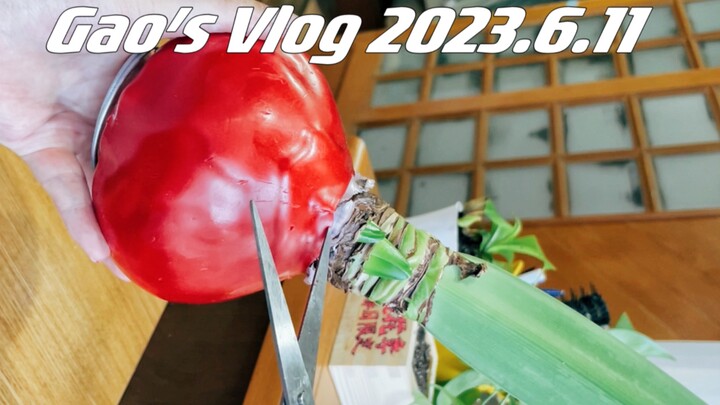 Menghadapi Chuzhu berbunga ganda 3.0 lagi! Tetap memutuskan untuk memotong lilinnya!