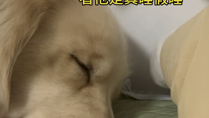 I slipped some jerky under the sleeping pup’s nose—don’t tell me he actually thinks his dreams will 