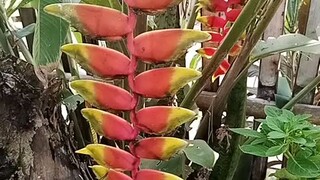 banana-flowers