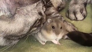 阎王爷：谁撤回了一个鼠头