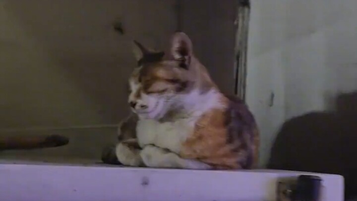 猫咪的惊喜时刻！