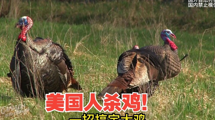 ชาวอเมริกันฆ่าไก่!