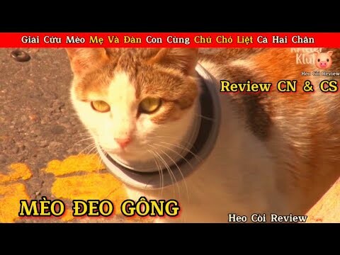 Mèo Mập Review Giải Cứu Mèo Mẹ Mang Gông Cùng Chú Chó Liệt Hai Chân || Review Con Người Và Cuộc Sống