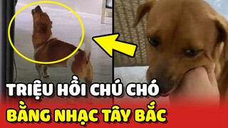 Cách TRIỆU HỒI 1 chú chó cực hay bằng nhạc TÂY BẮC 😂 | Yêu Lu