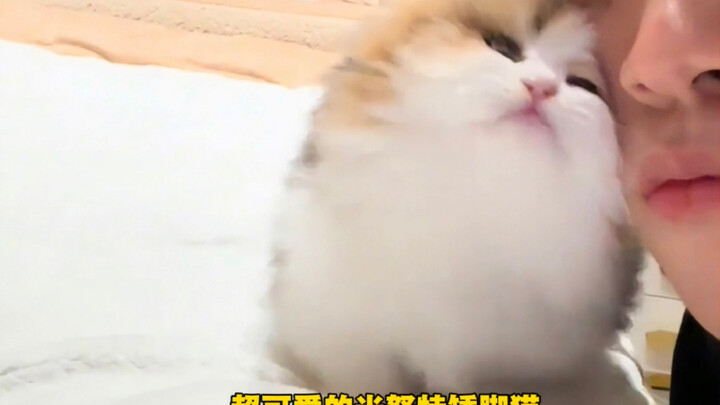 “Super Cute Miniature Dachshund—Want to Adopt One?”