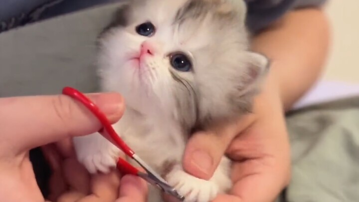 Kamu lucu sekali! Kamu tidak takut mati ya!