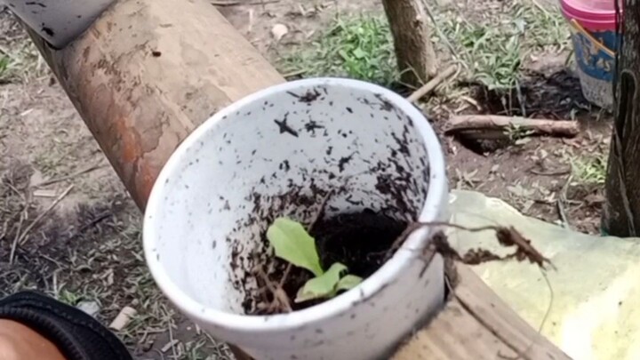 ito ang mga tanim  namin na lettuce