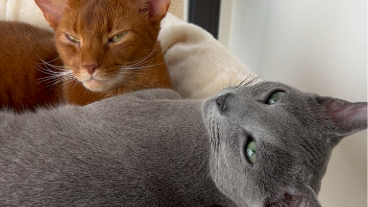 Zhang Xiaohai’s energy is through the roof…