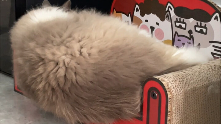 โซฟามันเล็กเกินไป แมวไหลล้นออกมาแล้ว!