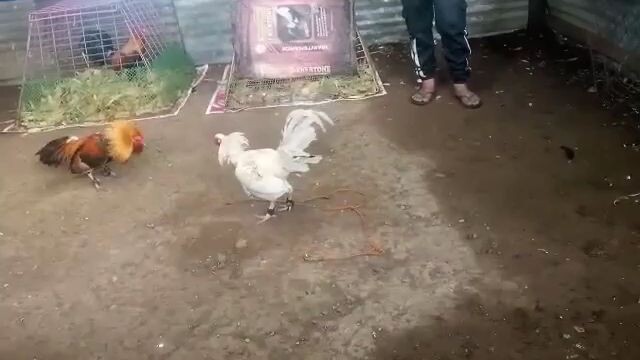 Sparring Mona ang  White ko  di na kasi na unat yung mga paa