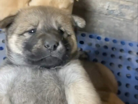 ตู๋โกวทีวี 20250124 ถือหมาด้วยมือเดียว