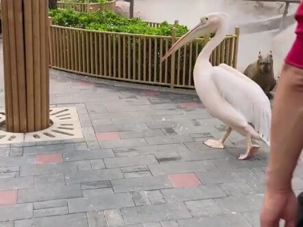 Ini direkam oleh seorang warga di Beijing; ia mendapati burung pelikan di kebun binatang liar telah 