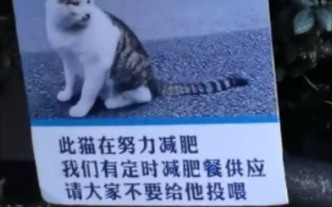 I lost my cat and it ended up back at home!!