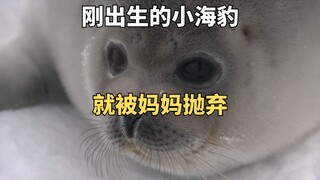 A newborn seal pup encountered a blizzard, leaving the mother seal with no choice but to abandon it.