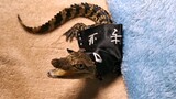 [Động vật] Dạy bạn một chiêu "đối phó" với cá sấu con hung dữ