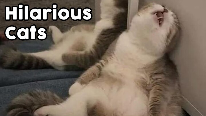 HILARIOUS Cats Compilation - So Funny That It Hurts!