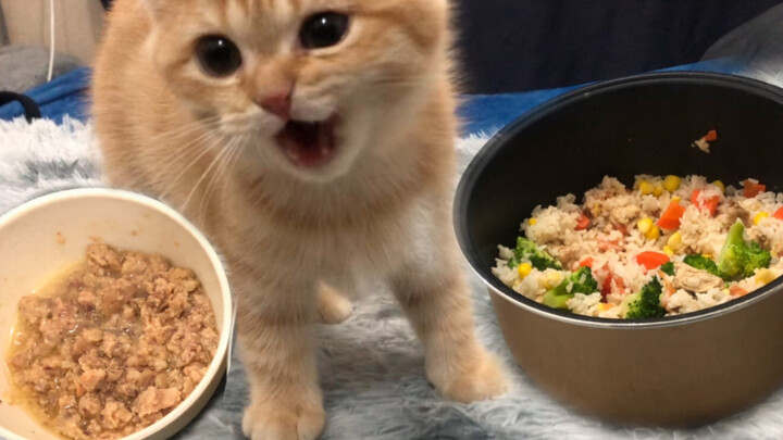 [Animals]When orange cats eating food...