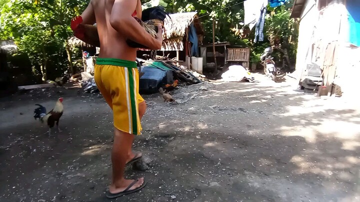 sparing stag