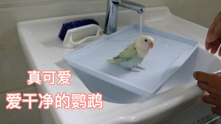 The parrot saw its owner washing a tray, hopped right in to take a bath—so funny!