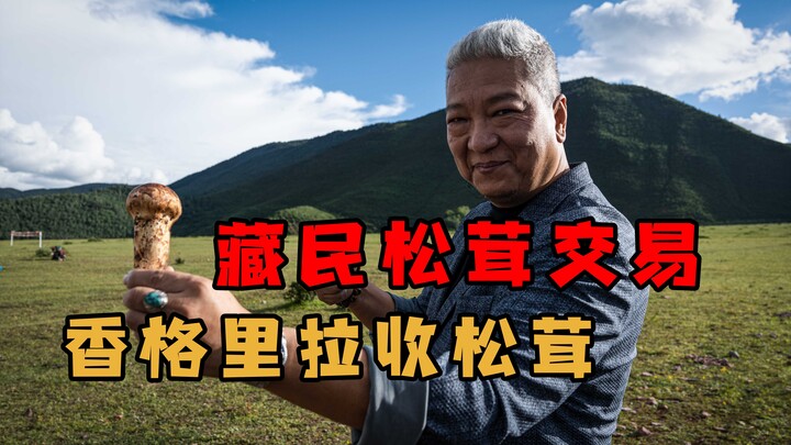 【พี่ชางชิงเจี๋ย】มาเก็บเห็ดมัตสึตาเกะที่แชงกรีลา รับเงินสดเท่านั้น