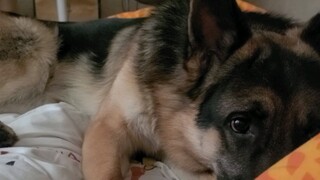 [Dogs] A Cute And Affectionate German Sherpherd On My Bed