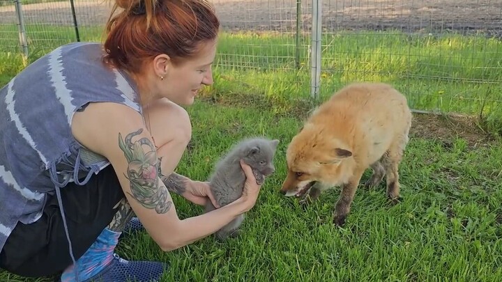 [Fox] A rescued fox cub experiences freedom for the first time
