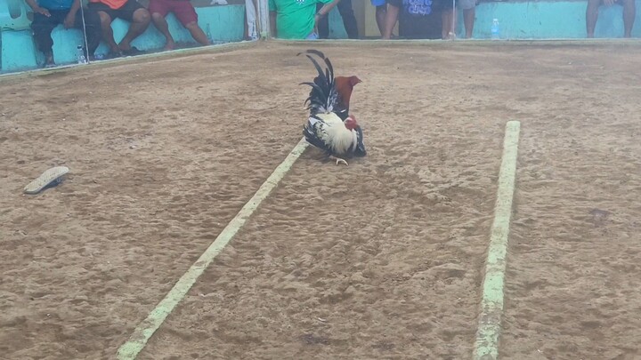 Frost Grey 2nd fight WIN CHAMP. ( FAST KILL)