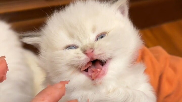 It’s opening its mouth so wide—it just wants to be stuffed with meat, hahaha!