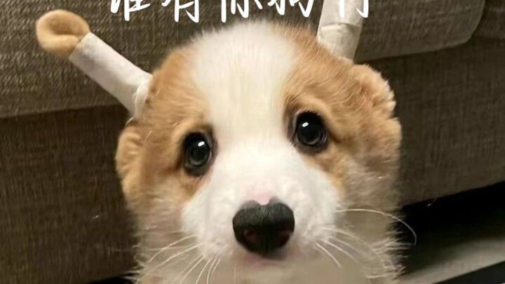 🐶:เลี่ย!