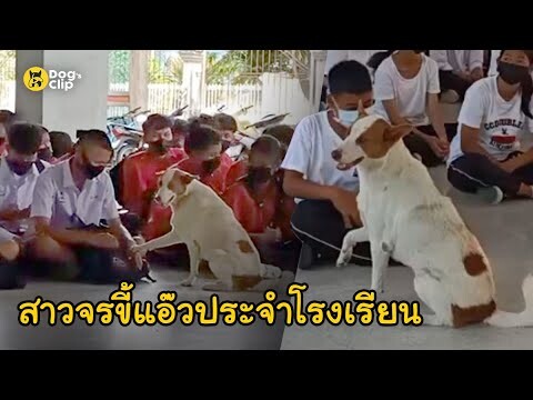 "นวล" สาวจรขี้แอ๊วประจำโรงเรียน  | Dog's Clip