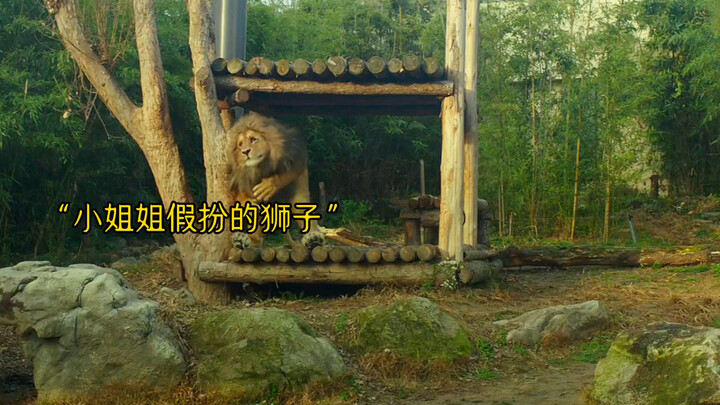 动物不够，员工来凑