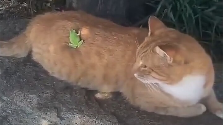 Only the cute ones can see this!