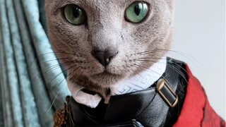 Ketika kucing di rumahku mengenakan baju besi Tiongkok...