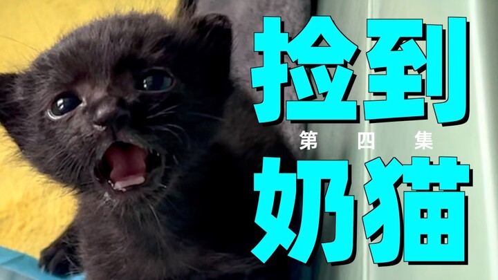 Anak kucing kecil yang kutemukan sepertinya sudah tumbuh besar dalam semalam.