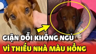 Chú chó GIẬN DỖI mẹ vì không được ngủ trong NHÀ MÀU HỒNG của mình😂 | Yêu Lu