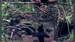 Burung Cendrawasih, hitam alami murni