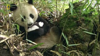 Panda Mom and her Cute Baby in the Wild