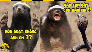 🔴 Khá Lửng Làm Nhục Chúa Tể Muôn Loài Và Những Trận Đánh Phi Thường Làm Lên Tên Tuổi