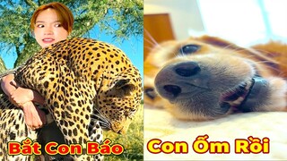 Thú Cưng TV | Gâu Đần và Bà Mẹ #65 | Chó Golden Gâu Đần thông minh vui nhộn | Pets cute smart dog