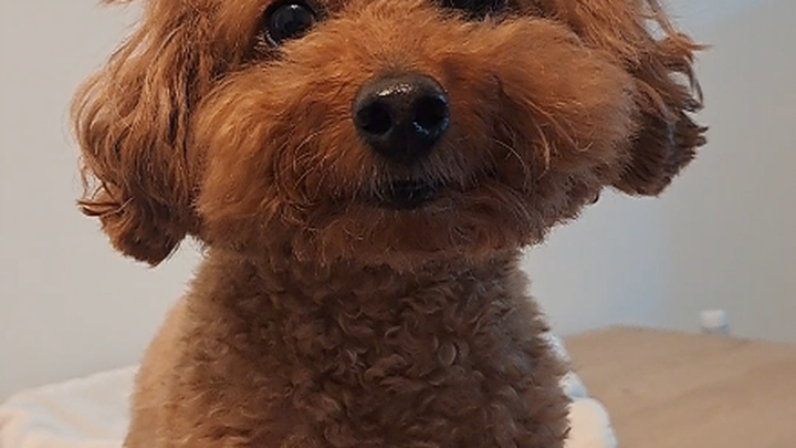 Beberapa hari ke depan akan sibuk.