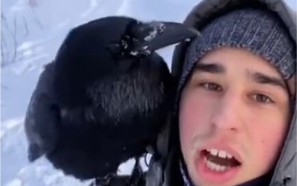 Russian guy shows off various skills of his raven