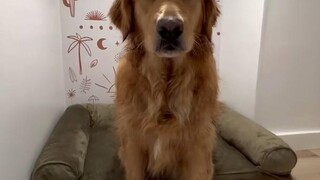 สร้างห้องนอนให้น้องหมาใต้บันได