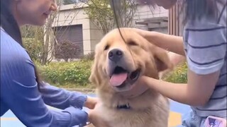 Little Golden Retriever: "There aren't any bad people in this world."