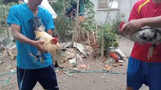 Hindi pumalo